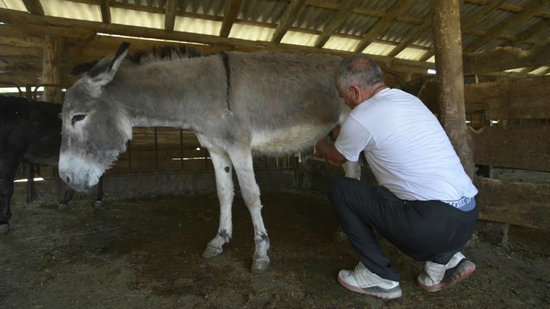 Donkey milk Zasavica