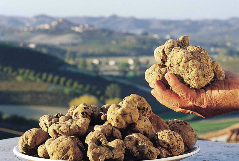 White Truffle Serbia