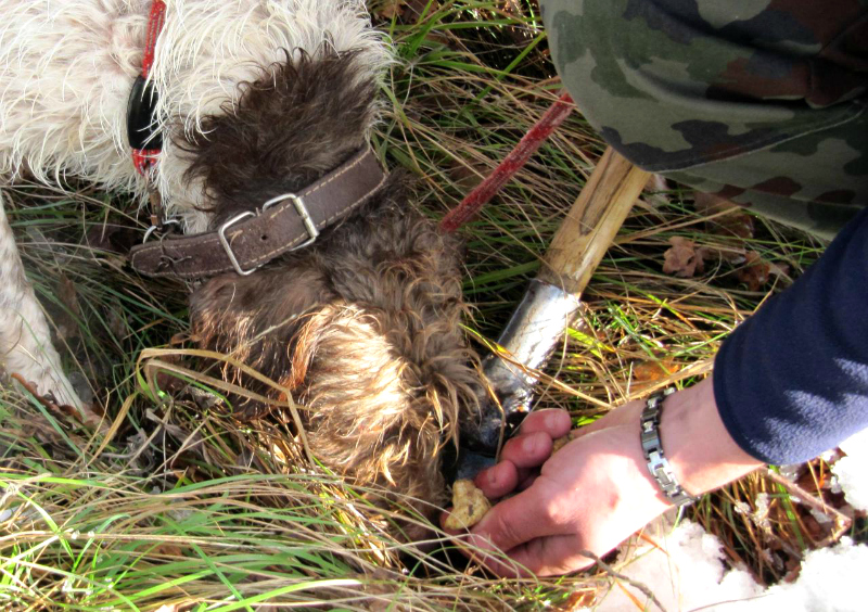 White Truffle Hunting Serbia