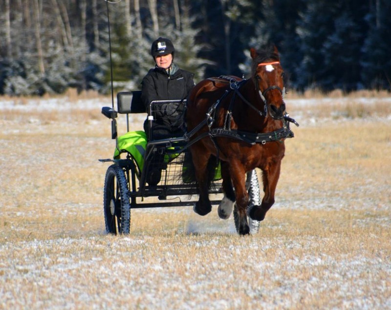 Zvezdana Serbian horse konj