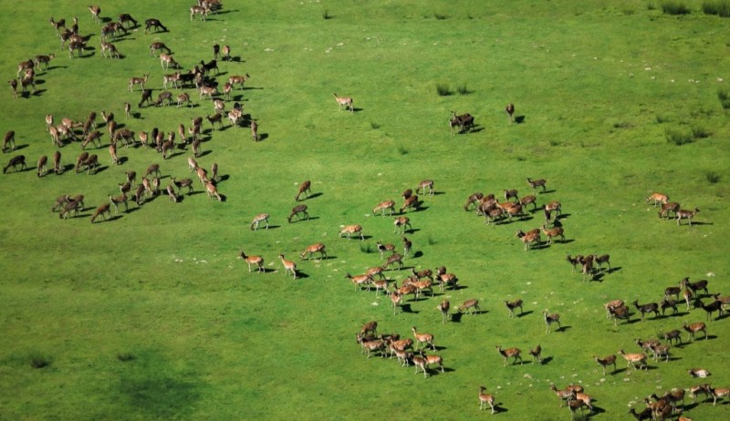 The Karađorđevo hunting grounds