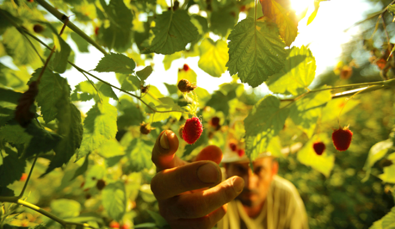 Organic-food-Serbia maline