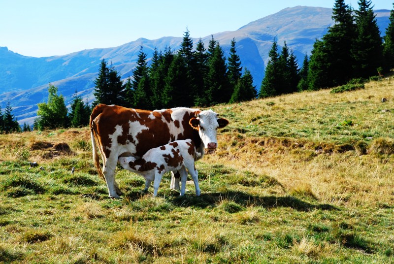 Stara Planina Serbia