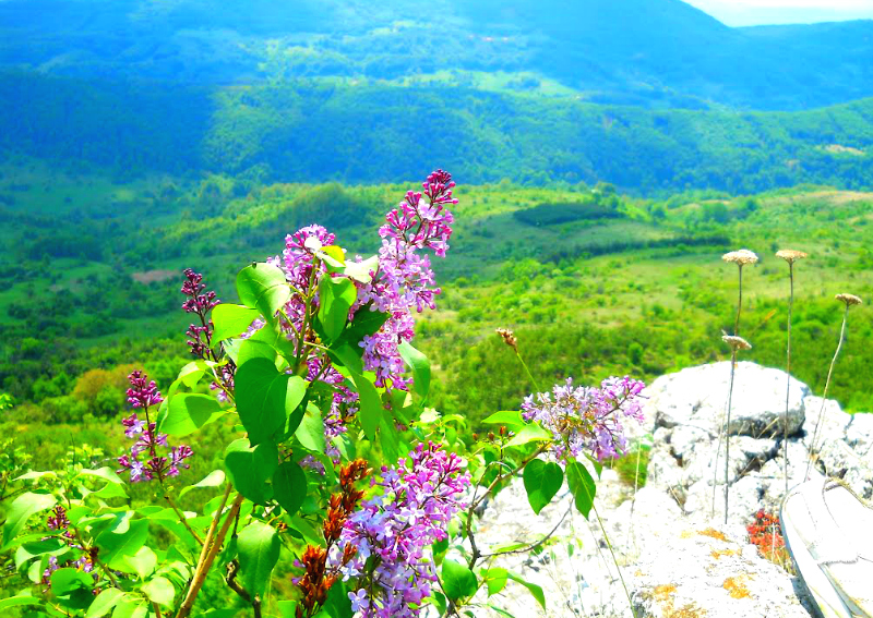 The Valley of lilacs