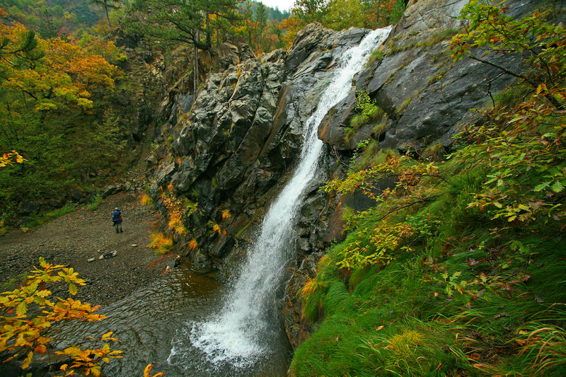 veliki skakavac