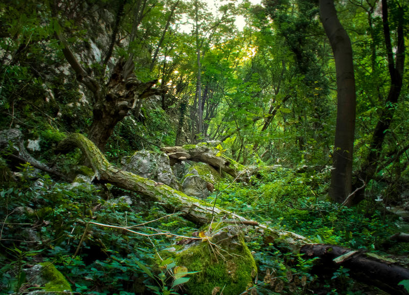 Jungle Lazars canyon