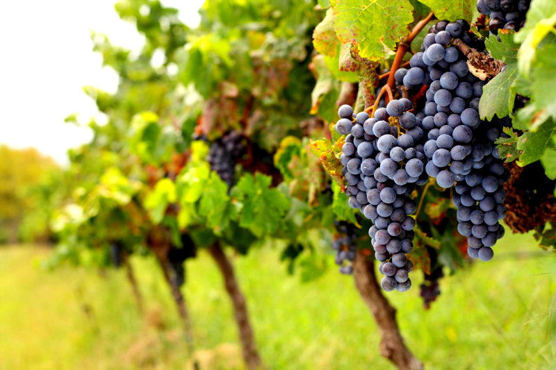 The Vršac Vineyards Drink The Serbian Wine The Romans Drank