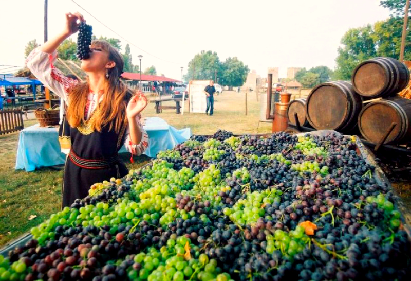 dani berbe grozdja vrsac