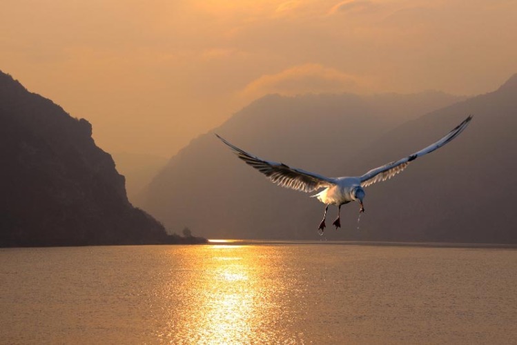 Dragan Bosnić: “Nature”