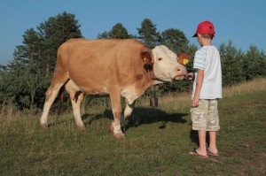 Feeding the cow