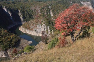 The unique canyon of the Uvac River