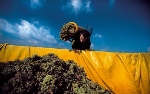 Grape harvest in Vršac