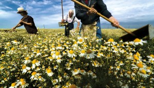 Chamomile fields around Senta