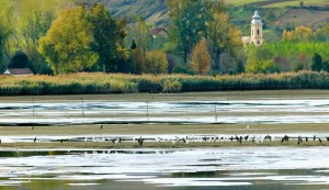 The Danube near Futog