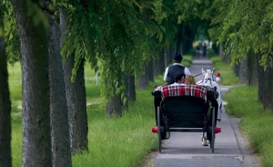 Carriage ride between tree alleys in Sombor