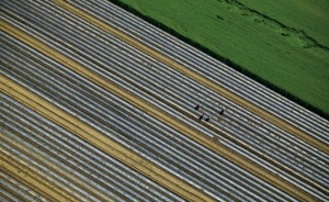 Watermelon field near Indjija