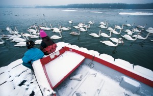 A flock of swans found shelter at "Kamenjar" in Novi Sad