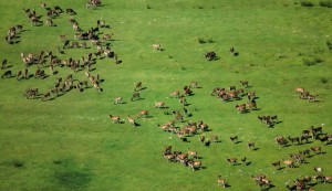 Game in the Karadjordjevo hunting ground in Bačka