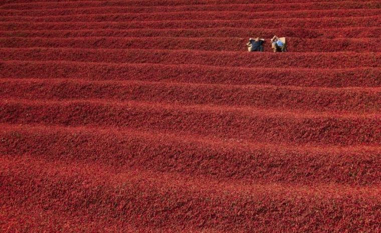 Resting on blanket of paprika in Novi Knezevac