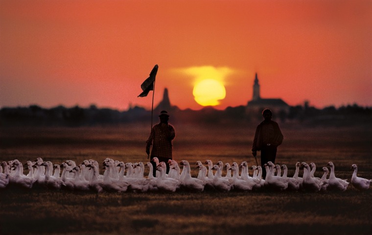 Geese at sunset in the village of Idvor in Banat