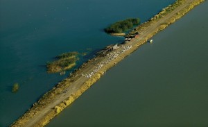 Fish hatchery Sutjeska in Banat