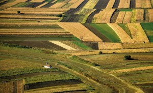 Vast fields in Banat