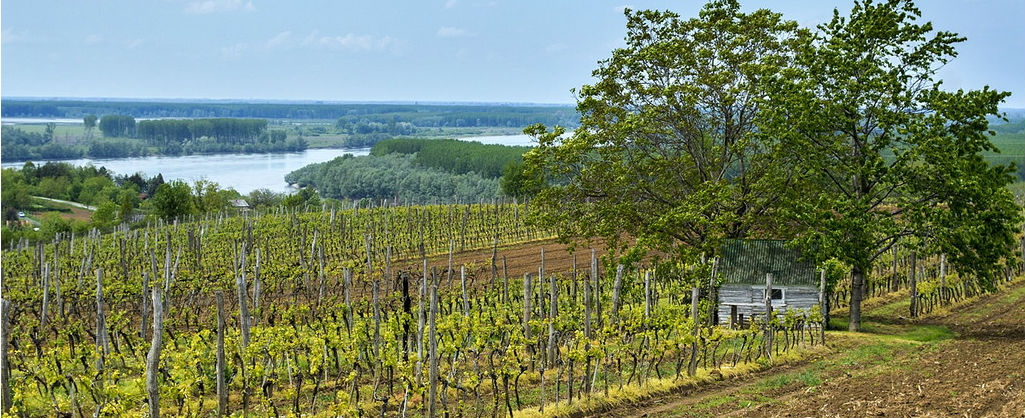 Od Vinograda do Destilerija: Otkrijte Jedinstvene Vinske i Rakijske Regije Srbije