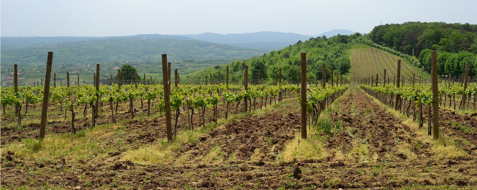 Palić wine route