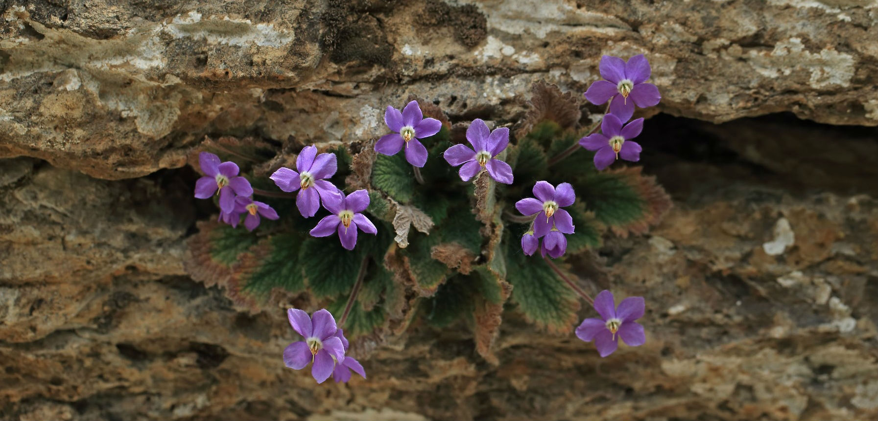 Cerska bitka