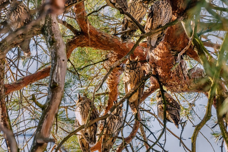 Kikinda: the owls’ largest winter stationary on the planet