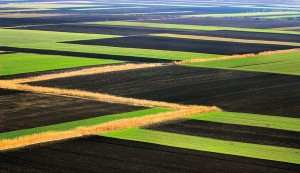 The fields near Inđija