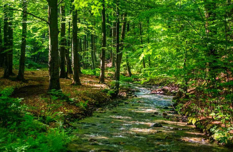 The Vinatovača rainforest – The only witness of the true Serbian nature