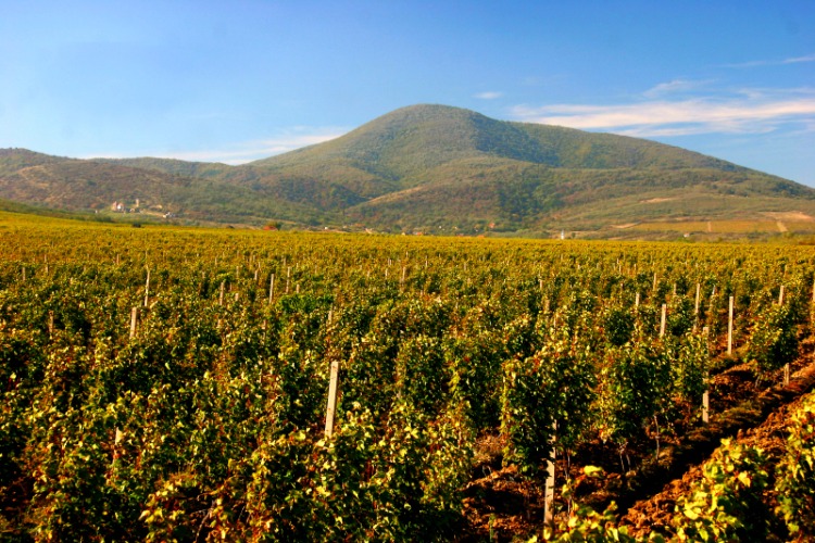 Vršački vinogradi: Probajte srpsko vino koje su pili Rimljani!