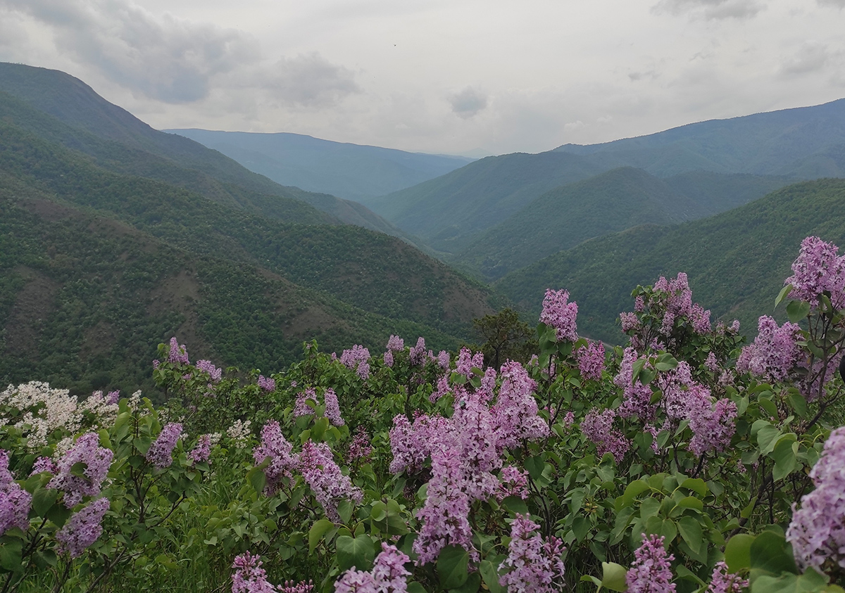 The Valley of lilacs: A proof of love