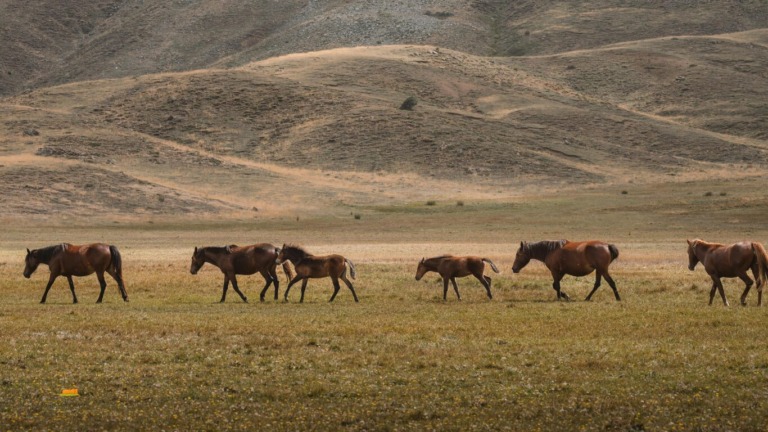 Explore Sjenica: The Serbian Siberia of Stunning Landscapes and Rich Heritage