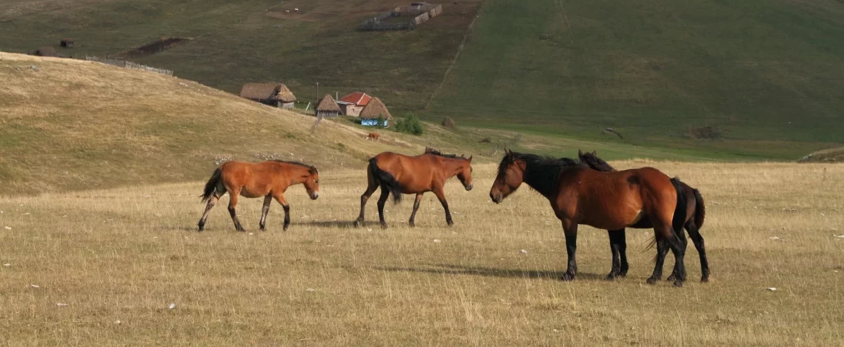 Explore Sjenica: The Serbian Siberia of Stunning Landscapes and Rich Heritage