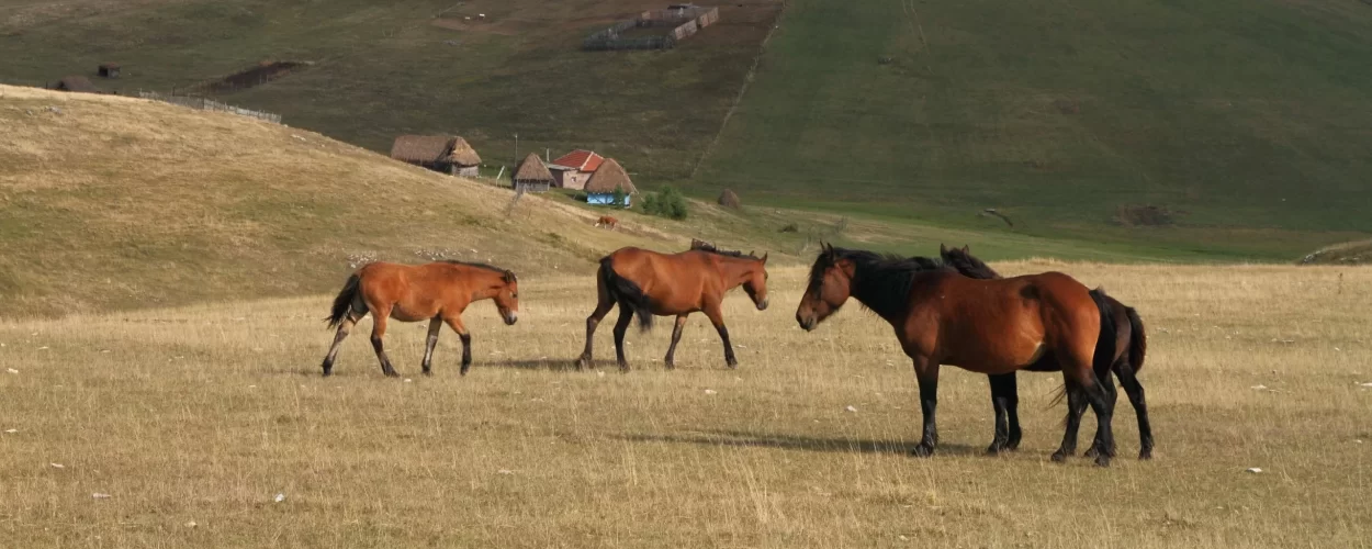 Istražite Sjenicu: Srpski Sibir zadivljujućih pejzaža i bogatog nasleđa