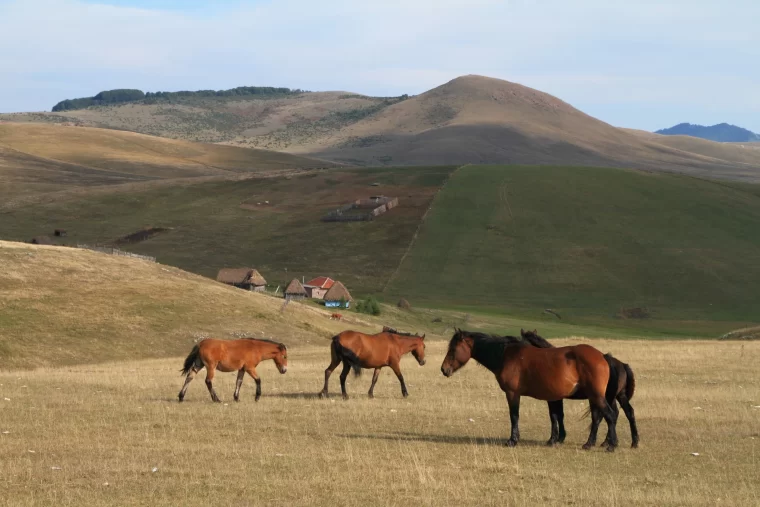 Istražite Sjenicu: Srpski Sibir zadivljujućih pejzaža i bogatog nasleđa