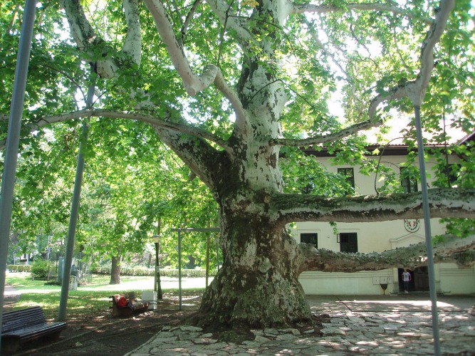 The Platan Tree in Topčiderski Park: A Living Landmark of Belgrade