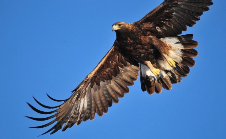 Unique Wildlife of Serbia: Rare Species in the Wild