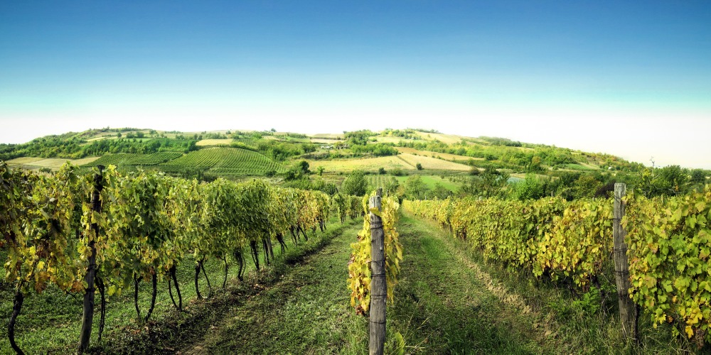 3 Must-Visit Wine Routes in Serbia for Every Wine Lover