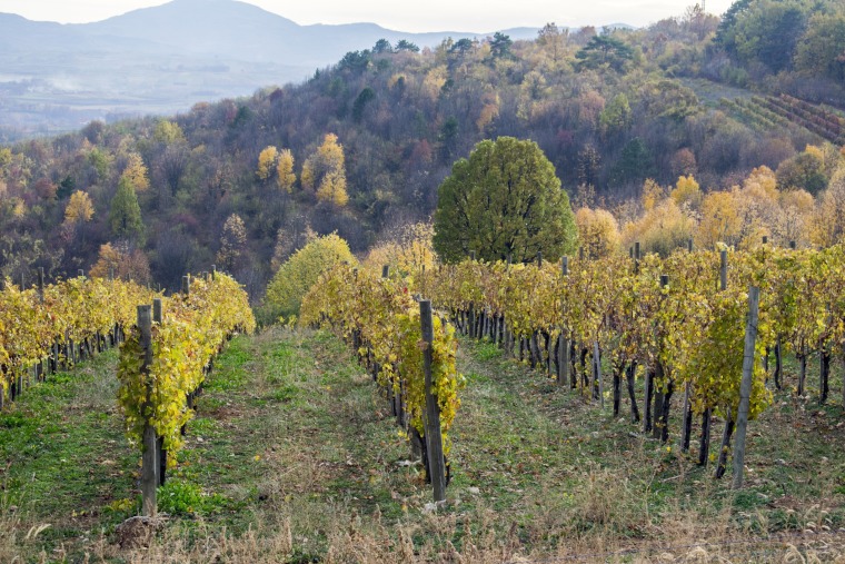 3 Must-Visit Wine Routes in Serbia for Every Wine Lover