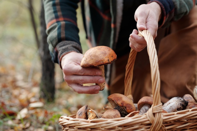 Taste the Wild: Foraging Across Serbia