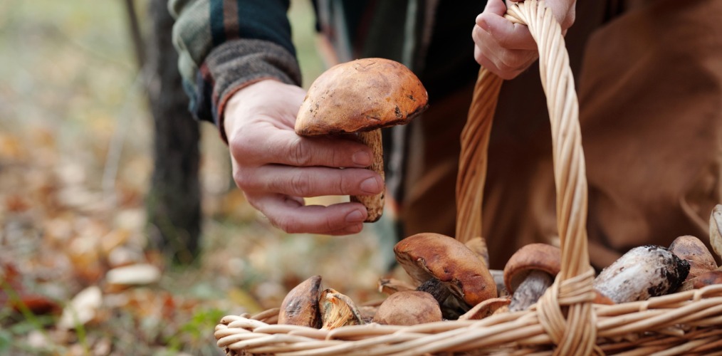 Taste the Wild: Foraging Across Serbia