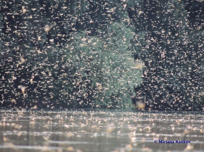 The Blooming of the Tisa – Nature’s Ephemeral Miracle