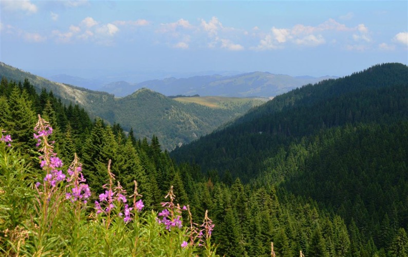 Where to Escape the Summer Heat? Serbia’s Mountain Oases