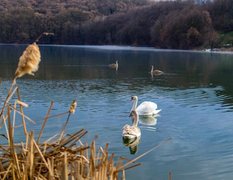 Sotsko jezero: Skriveni biser Fruške gore