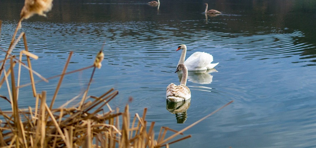 Sotsko Lake: The Hidden Gem of Fruška Gora