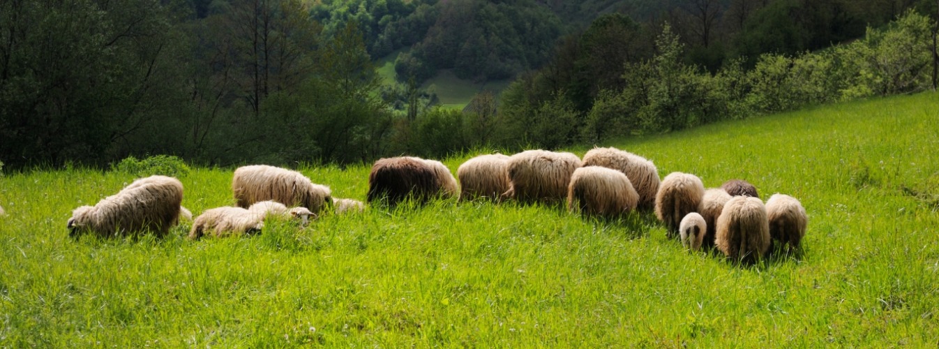 Povlen: The Mysterious Mountain of Western Serbia