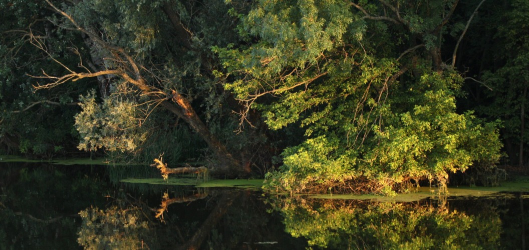 Carska Bara – The Imperial Wetland of Vojvodina
